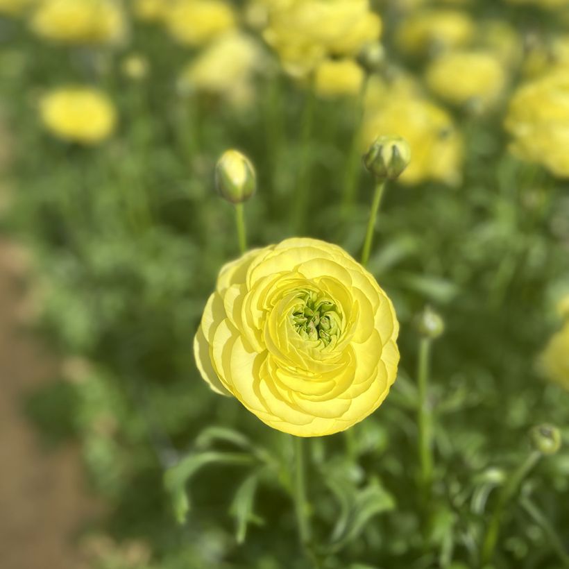 Renoncule des fleuristes Romance Quimper – Ranunculus asiaticus (Flowering)