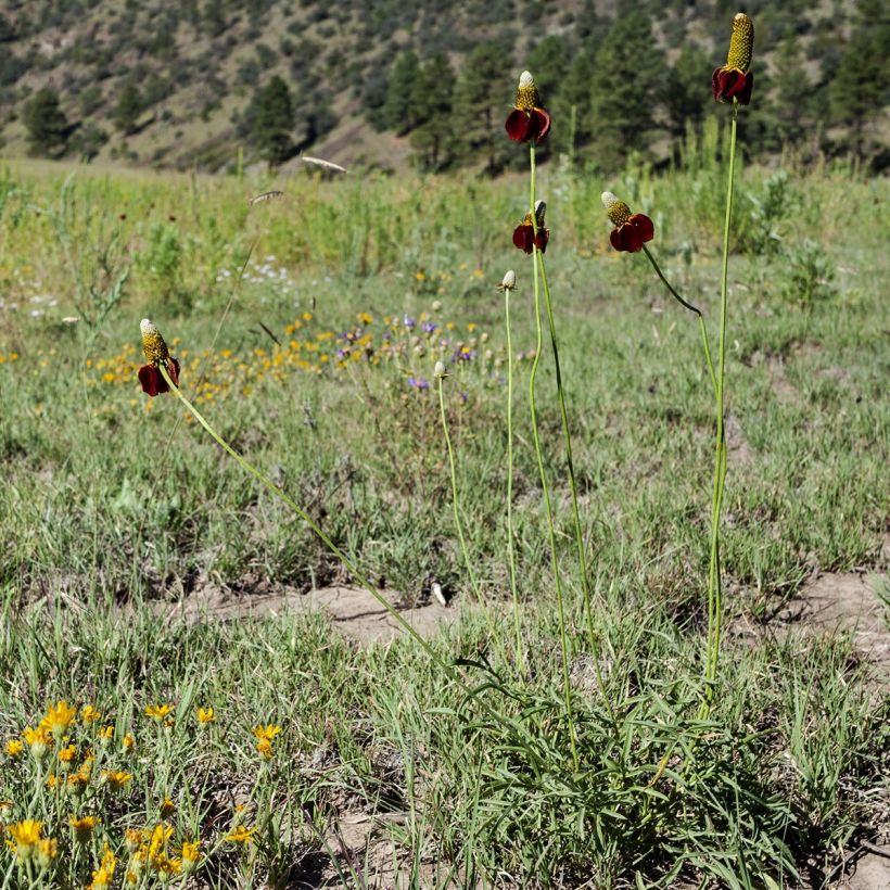 Graines de Ratibida columnifera Chapeau mexicain (Plant habit)