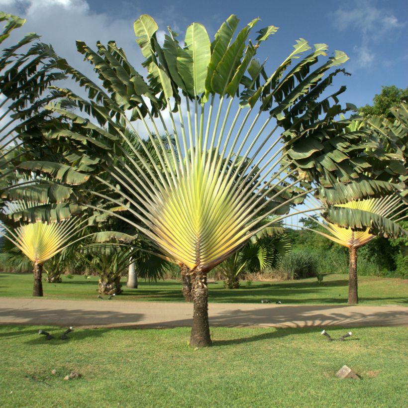 Graines d'Arbre-du-voyageur - Ravenala madagascarensis (Plant habit)