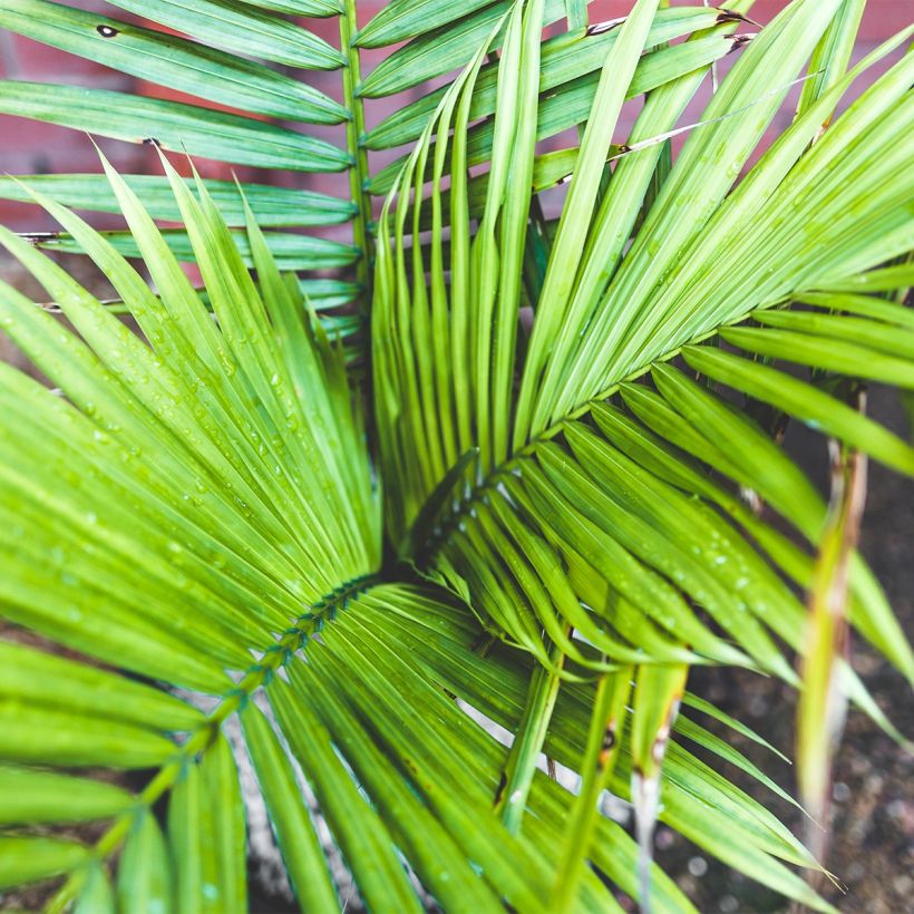 Ravenea rivularis - Palmier majestueux ou Ravénéa des berges (Foliage)