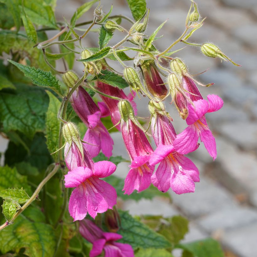 Rehmannia elata - Digitale chinoise (Flowering)