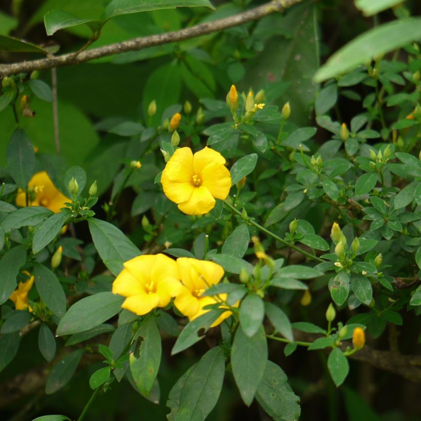 Reinwardtia indica - Lin jaune arbustif (Plant habit)
