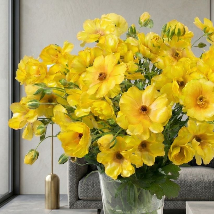 Renoncule des fleuristes Butterfly Dione – Ranunculus asiaticus (Plant habit)