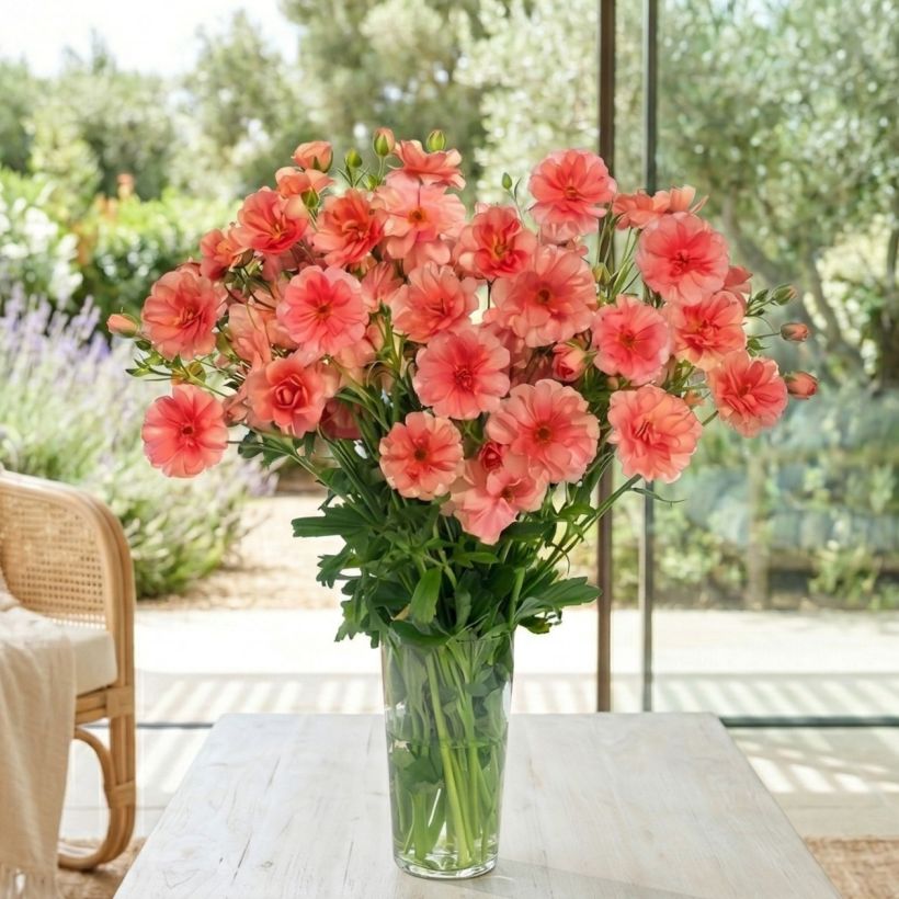 Renoncule des fleuristes Butterfly Eris – Ranunculus asiaticus (Plant habit)