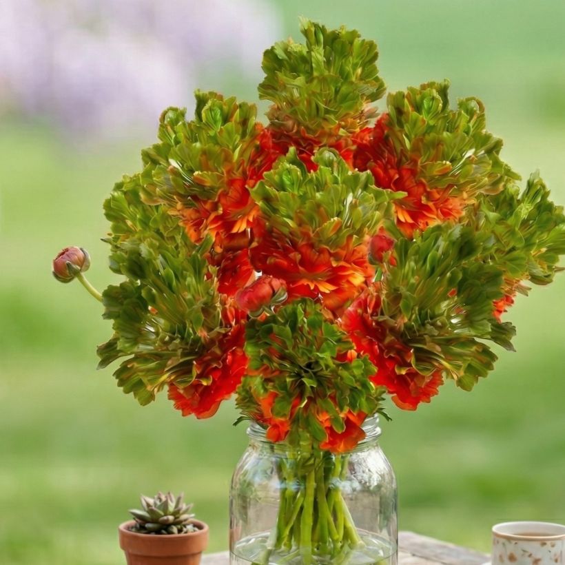 Renoncule des fleuristes Crown Nervion – Ranunculus asiaticus (Plant habit)