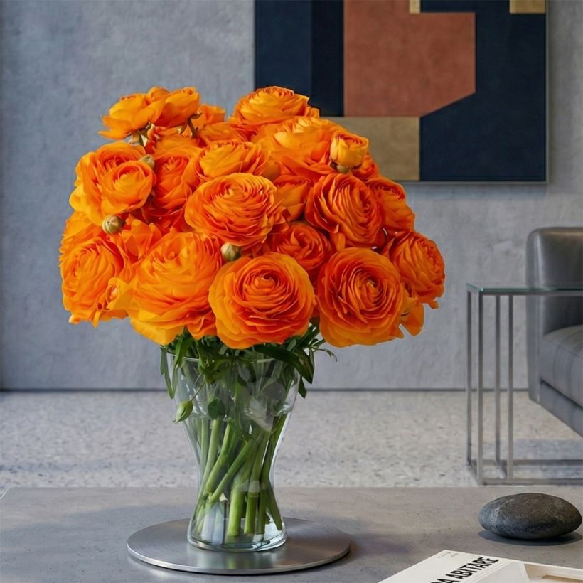 Renoncule des fleuristes Romance Digne – Ranunculus asiaticus (Plant habit)