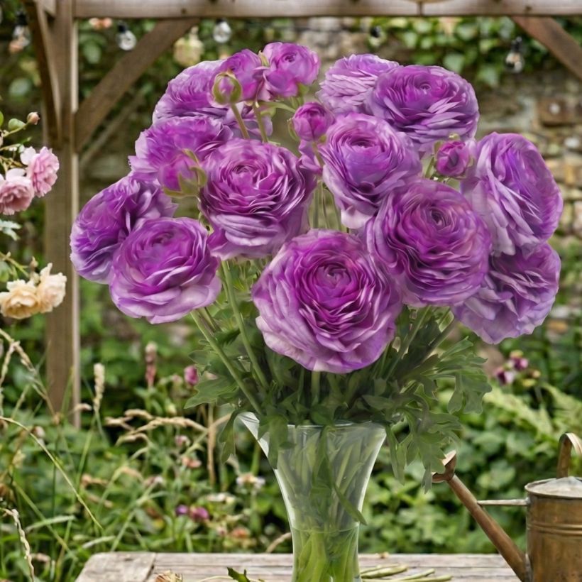 Renoncule des fleuristes Romance Loubeyres – Ranunculus asiaticus (Plant habit)