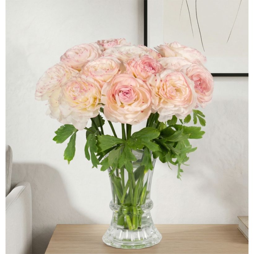 Renoncule des fleuristes Romance Orleans – Ranunculus asiaticus (Plant habit)