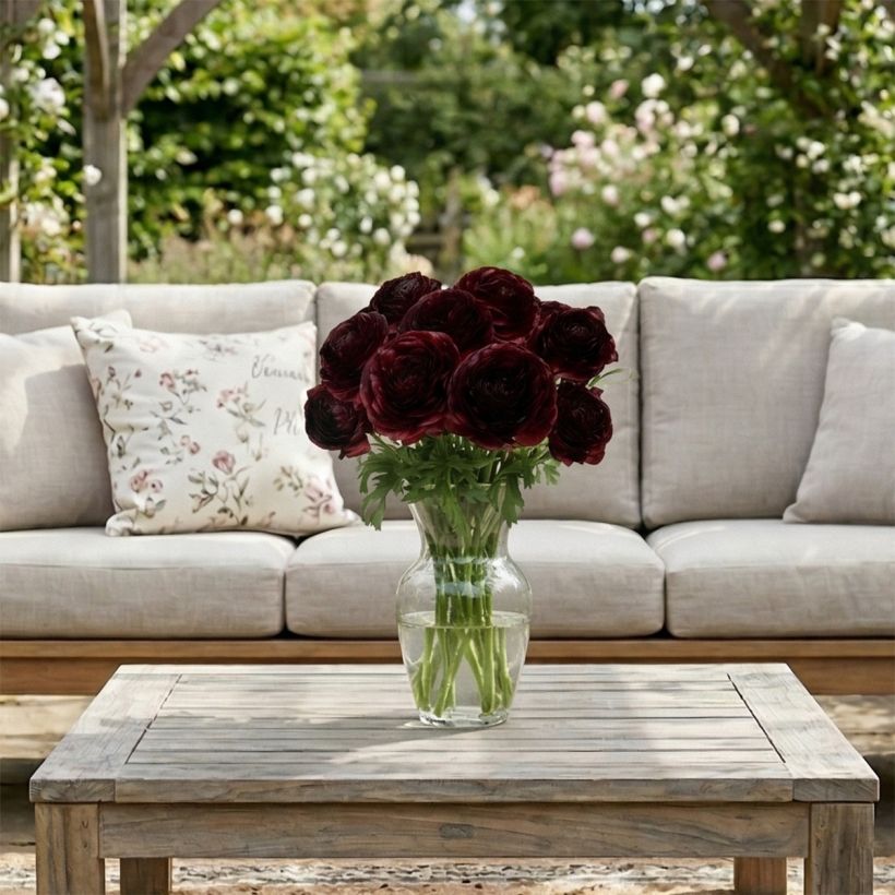 Renoncule des fleuristes Romance Perigord – Ranunculus asiaticus (Plant habit)
