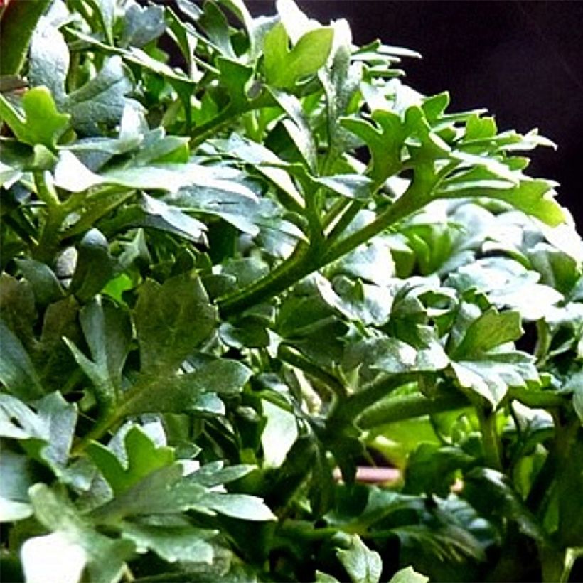 Renoncule asiatique double blanche (Foliage)