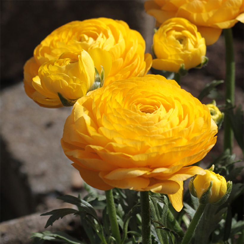 Renoncule asiatique double jaune (Flowering)
