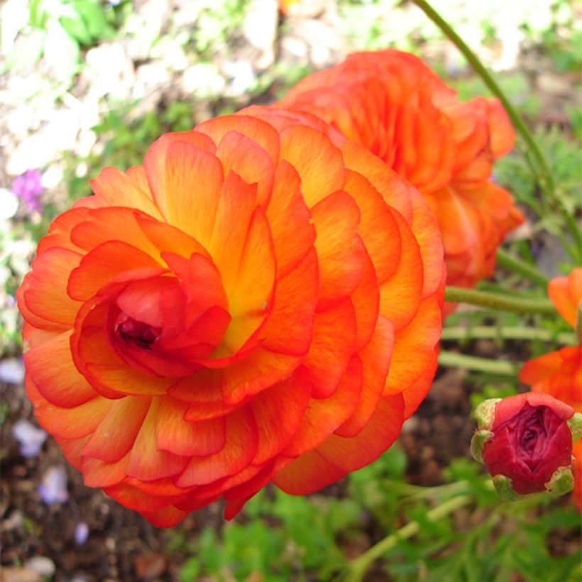 Renoncule asiatique double orange (Flowering)
