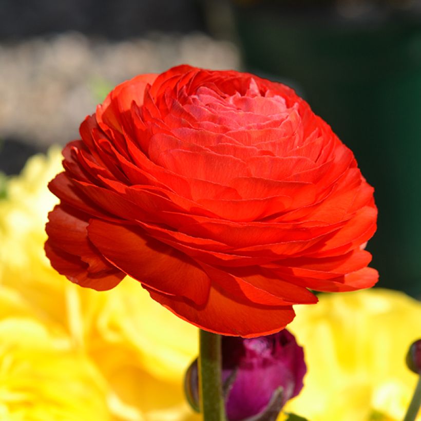 Renoncule asiatique double rouge (Flowering)