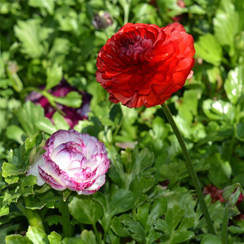 Renoncule asiatique double rouge (Plant habit)