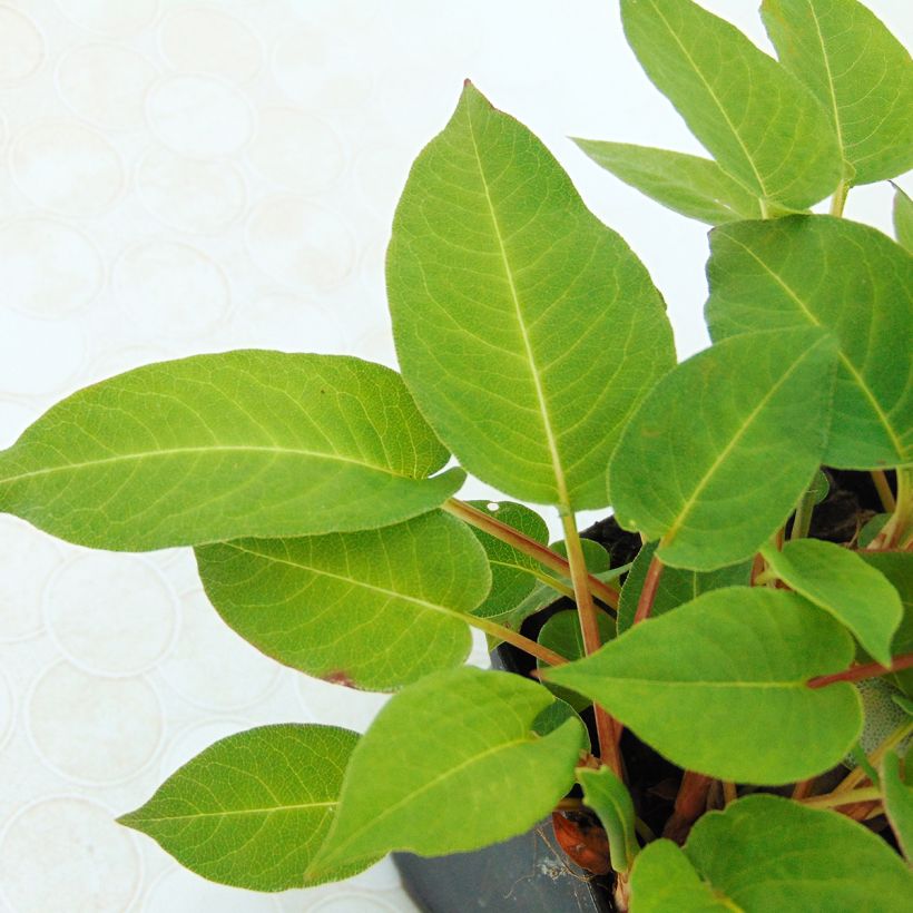 Renouée - Persicaria amplexicaulis Inverleith (Foliage)