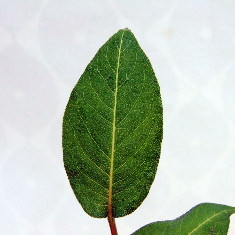 Renouée - Persicaria amplexicaulis Orange Field (Foliage)