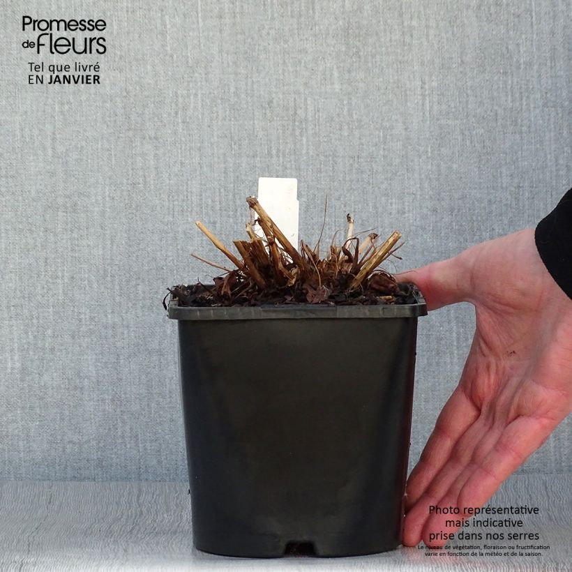 Example of Renouée - Persicaria amplexicaulis Pink Elephant Pot de 1,5L/2L as you get in hiver