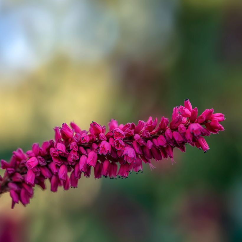 Renouée - Persicaria amplexicaulis var. pendula (Flowering)