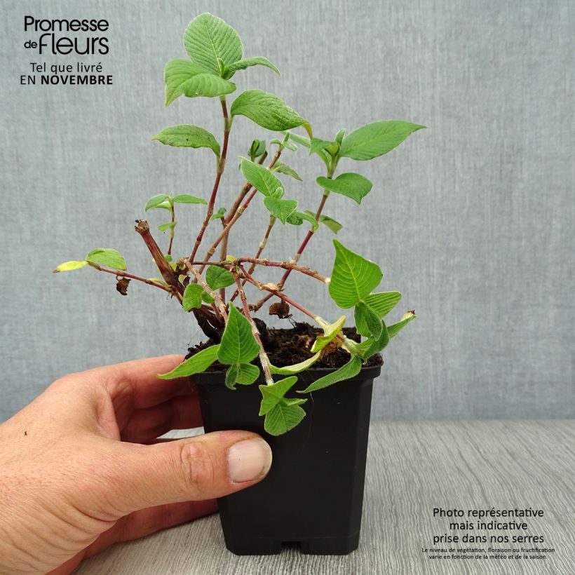 Example of Renouée - Persicaria campanulata Godet de 8/9 cm as you get in automne