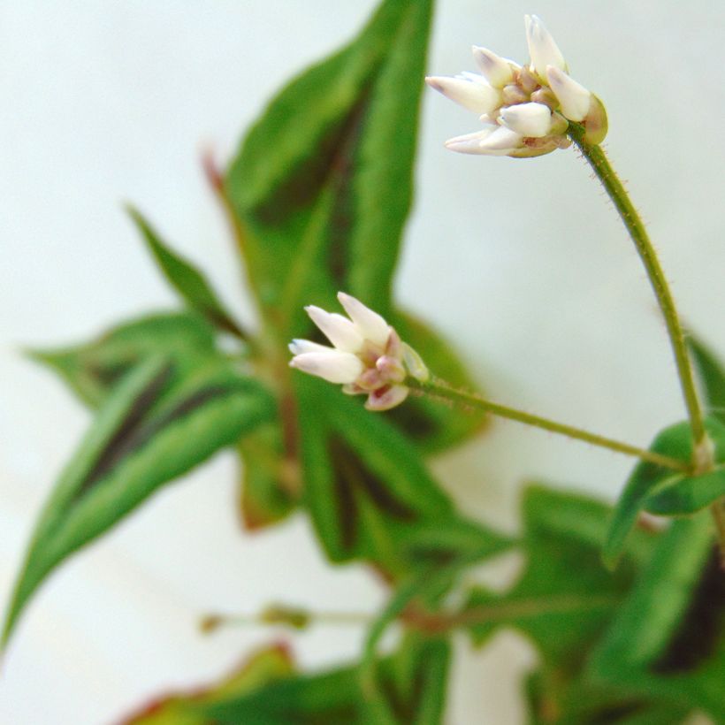 Renouée - Persicaria runcinata Purple Fantasy (Flowering)