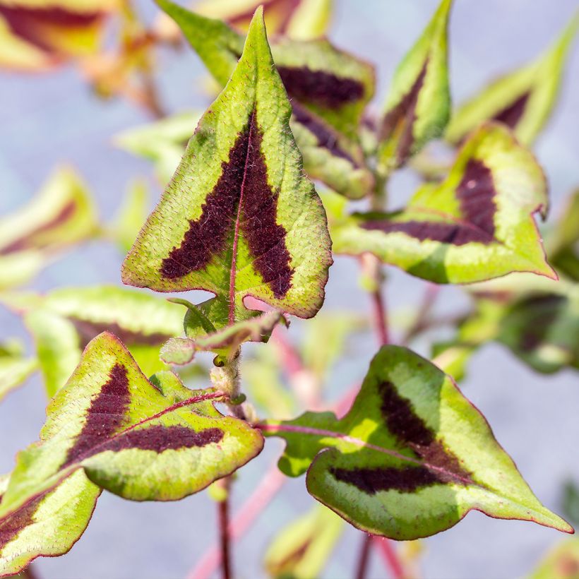 Renouée - Persicaria runcinata Yunnan Giant (Foliage)