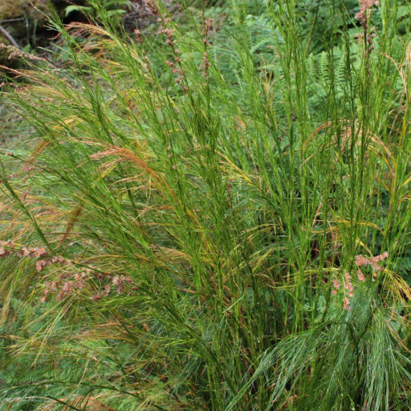 Restio tetraphyllus - Baloskion tetraphyllum (Plant habit)