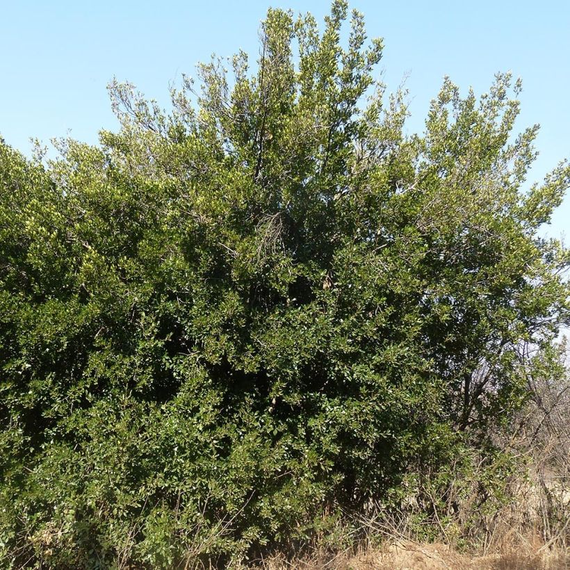 Rhamnus alaternus - Alaterne (Plant habit)
