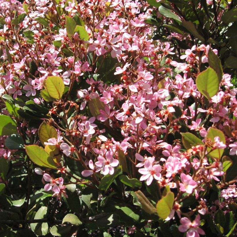 Rhaphiolepis Spring Time (Flowering)