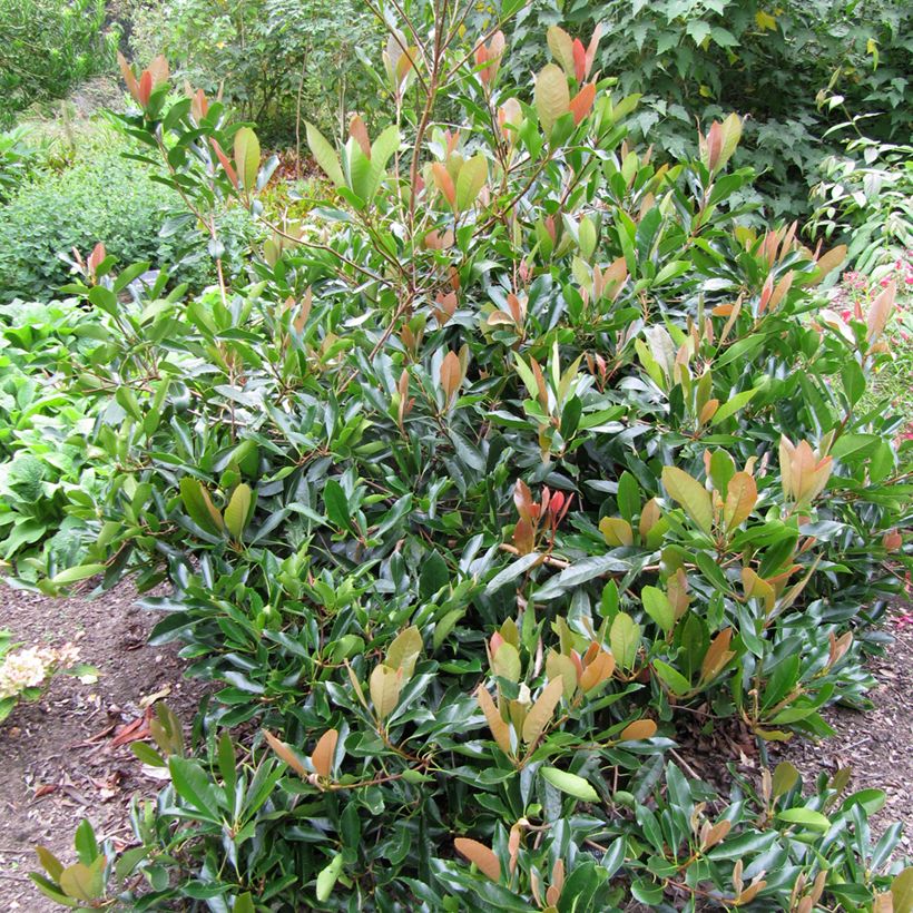 Rhaphiolepis umbellata (Plant habit)
