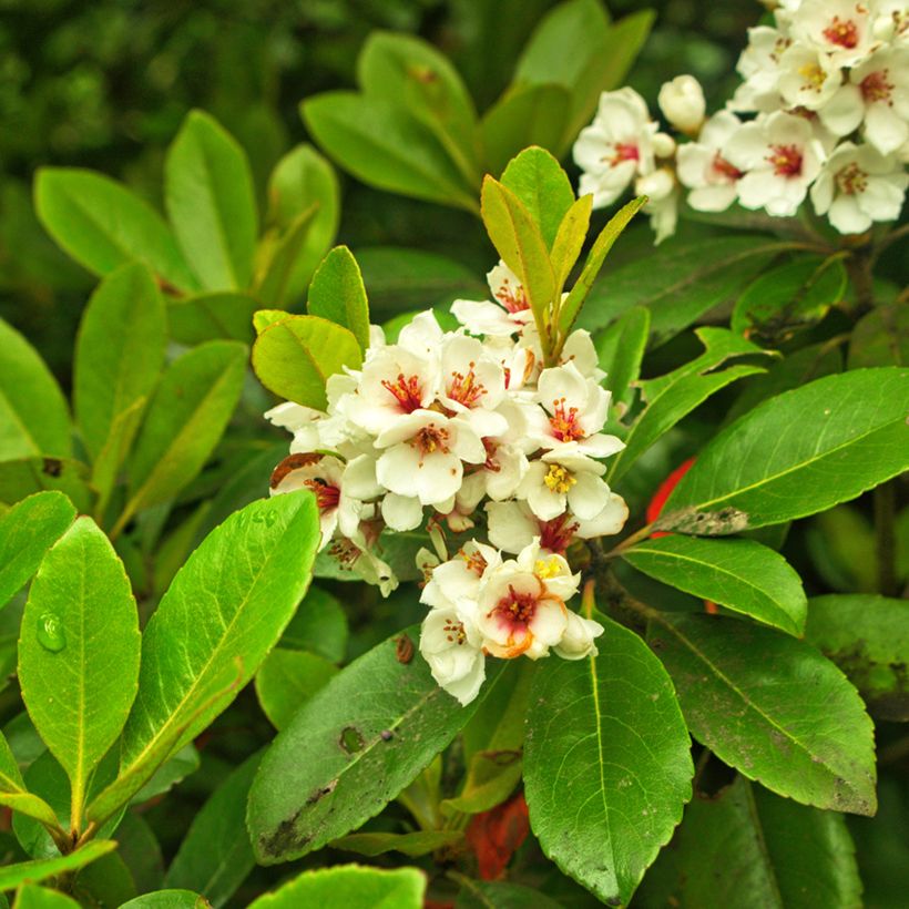 Rhaphiolepis umbellata Minor (Flowering)
