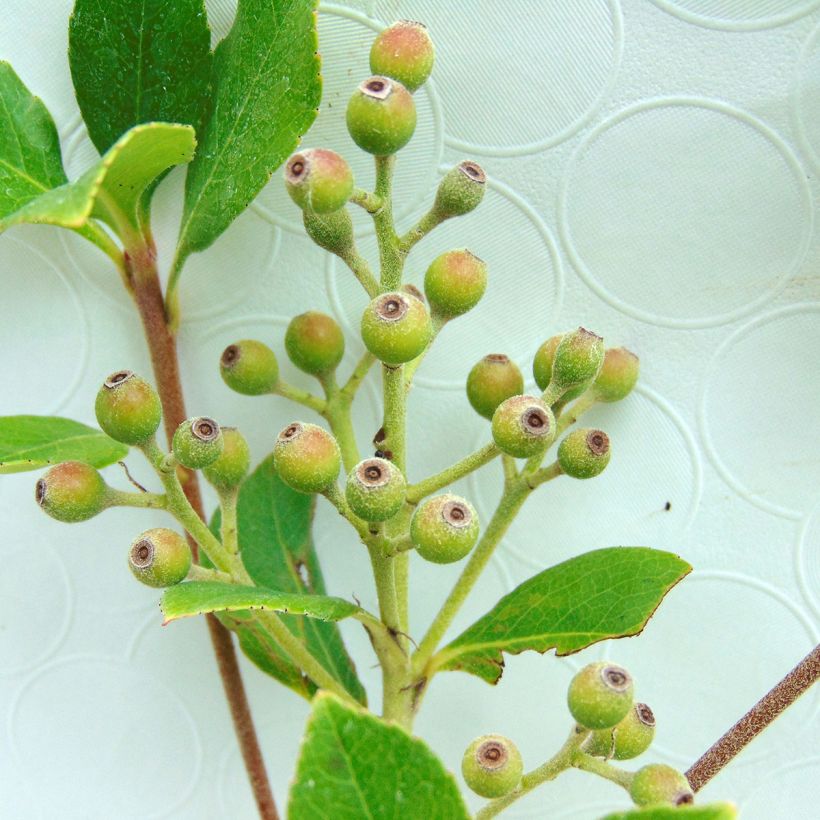 Rhaphiolepis umbellata Ovata (Harvest)