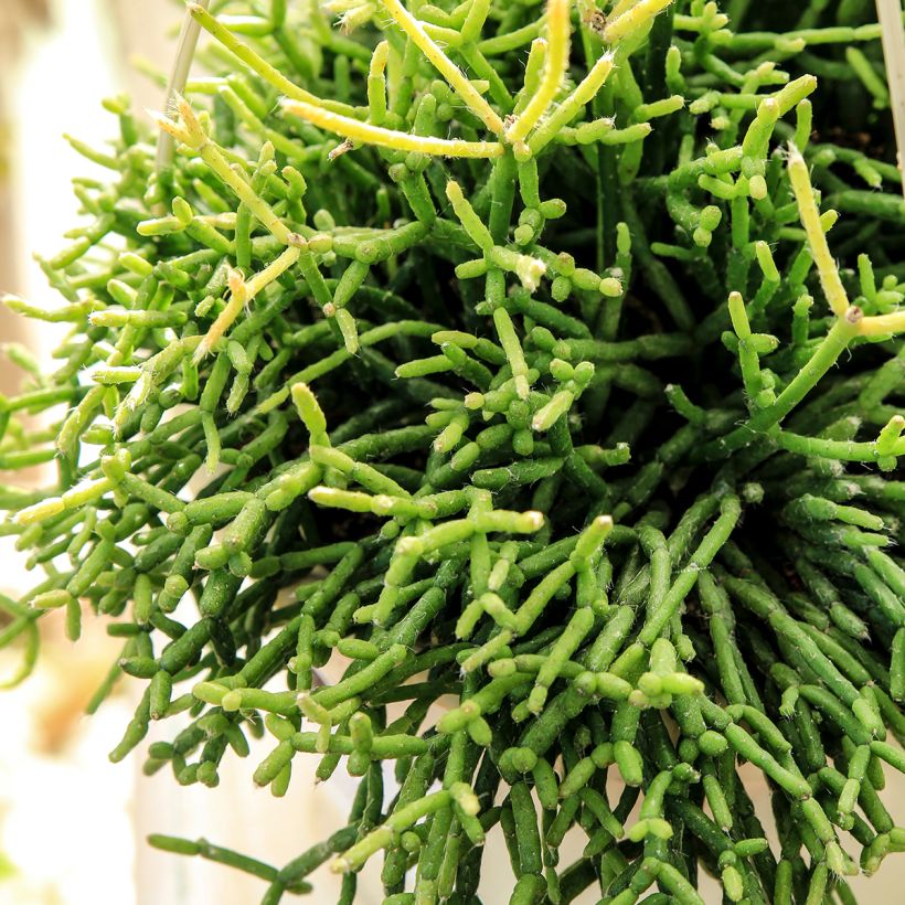 Rhipsalis cereuscula - Cactus corail (Foliage)