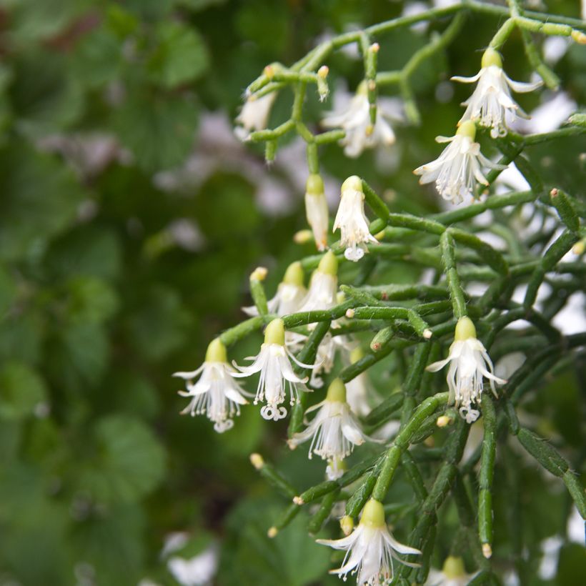 Rhipsalis cereuscula - Cactus corail (Flowering)