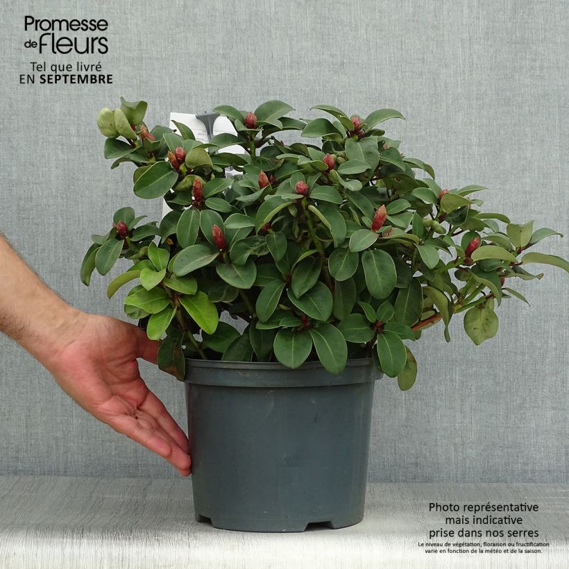 Example of Rhododendron williamsianum Gartendirektor Glocker Pot de 4L/5L as you get in automne