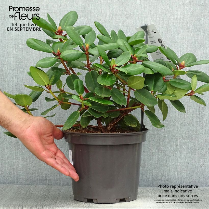 Example of Rhododendron williamsianum Gartendirektor Rieger Pot de 4L/5L as you get in automne