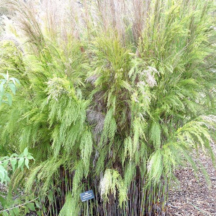 Rhodocoma capensis - Restio (Plant habit)