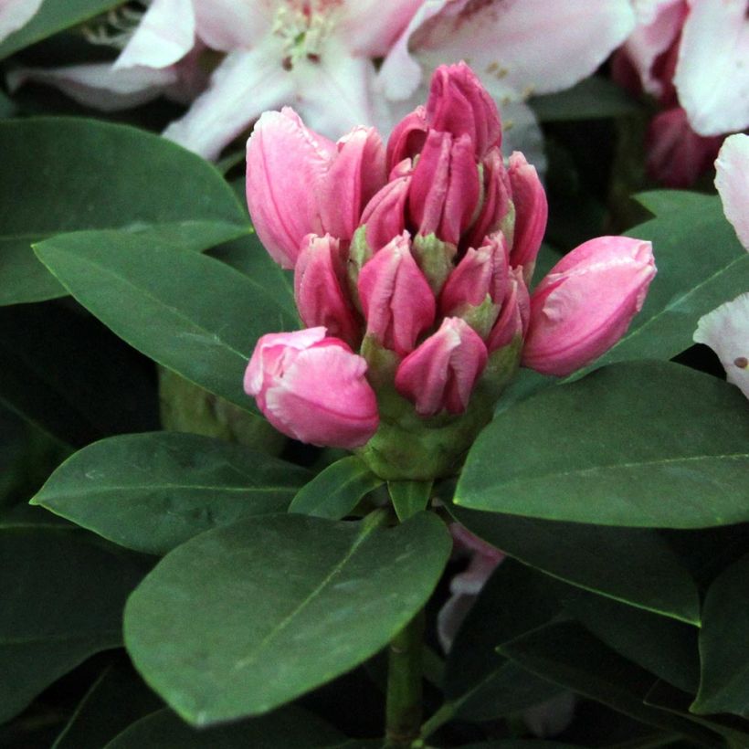 Rhododendron Albert Schweitzer - Grand Rhododendron (Foliage)
