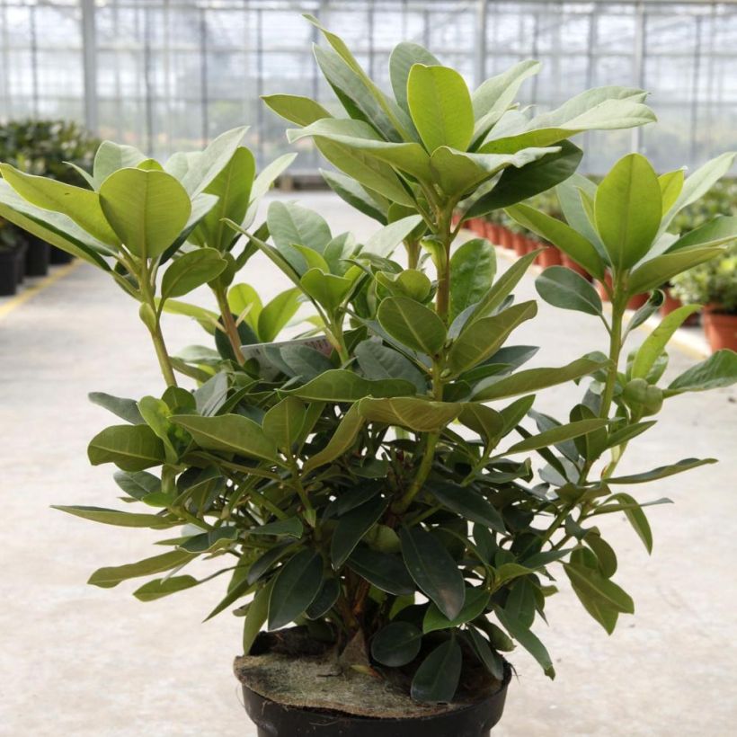 Rhododendron Albert Schweitzer - Grand Rhododendron (Plant habit)