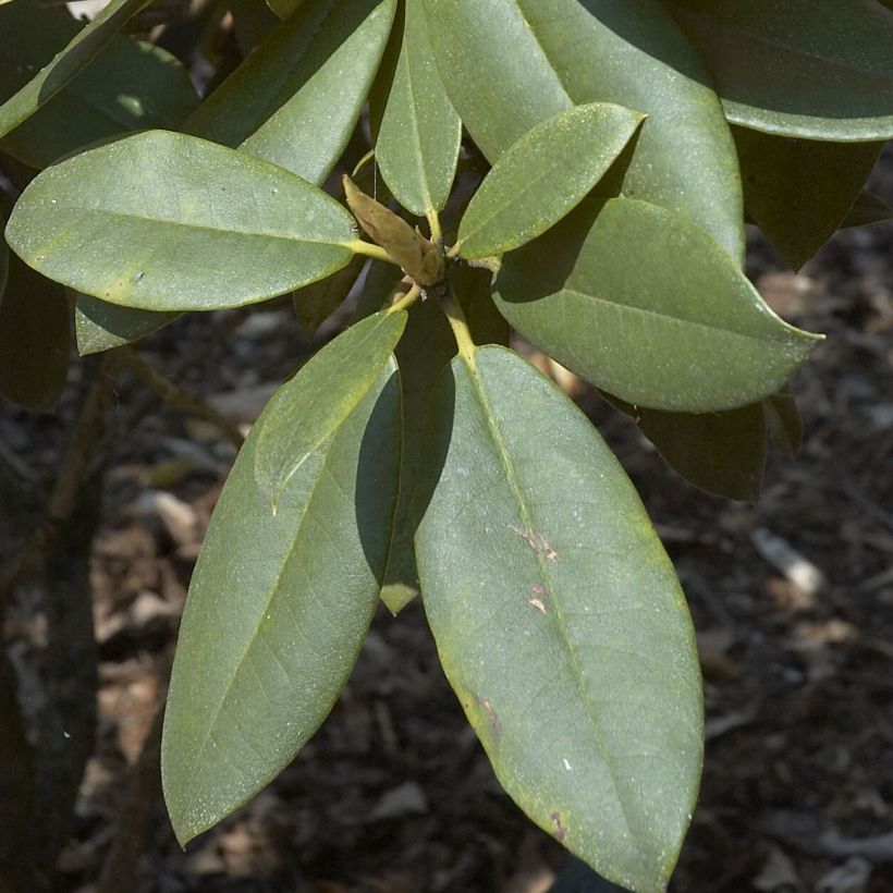 Rhododendron Anna Rose Whitney - Grand rhododendron (Foliage)