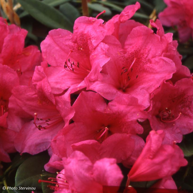Rhododendron Anna Rose Whitney - Grand rhododendron (Flowering)