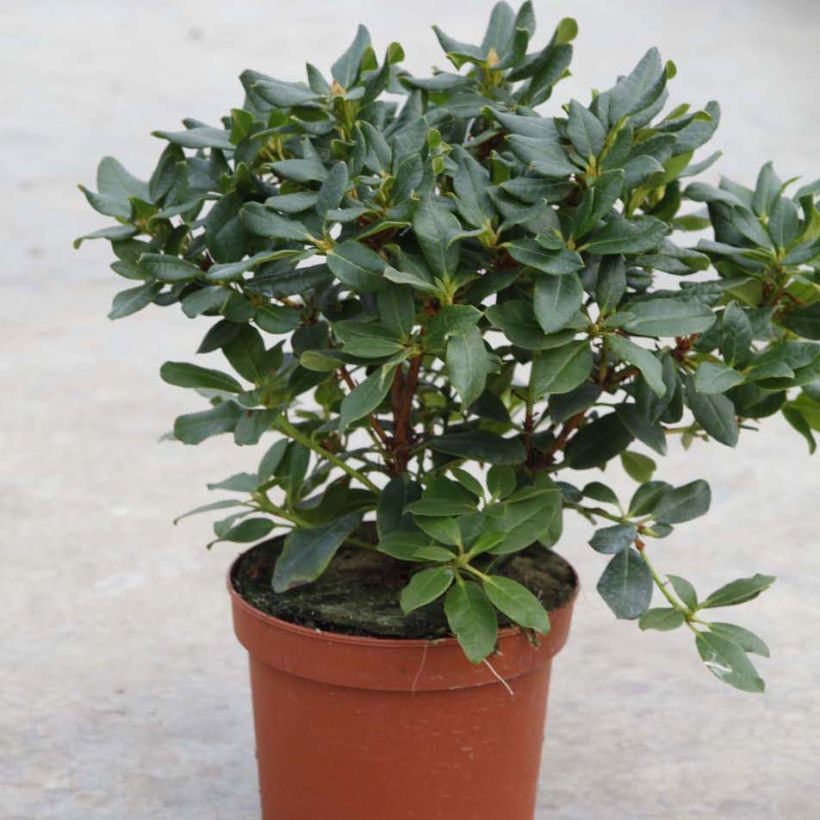 Rhododendron Baden-Baden - Rhododendron nain (Plant habit)