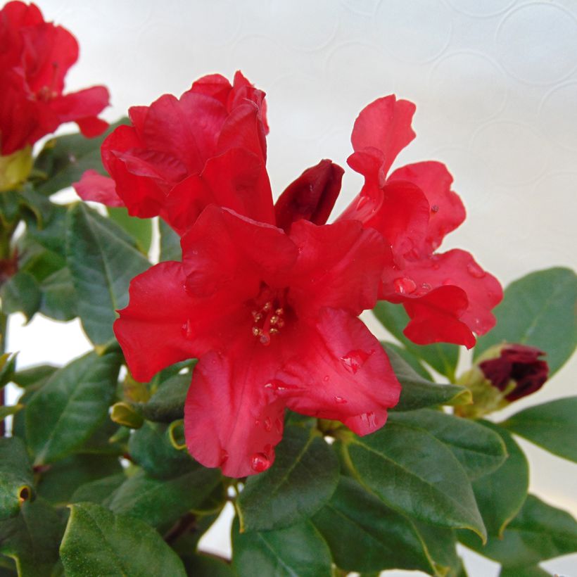 Rhododendron Baden-Baden - Rhododendron nain (Flowering)
