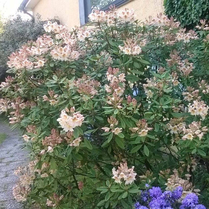 Rhododendron Bernstein (Plant habit)
