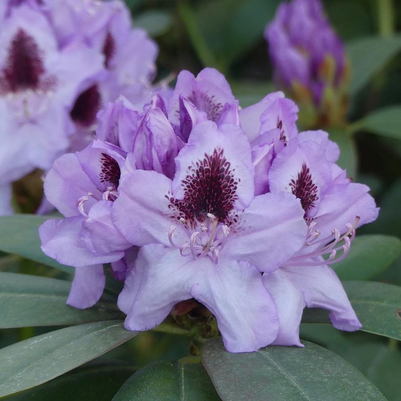 Rhododendron hybride Blue Jay (Flowering)