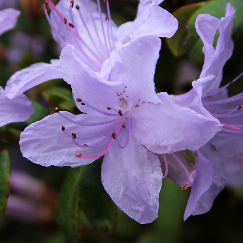 Rhododendron Blue Tit (Flowering)
