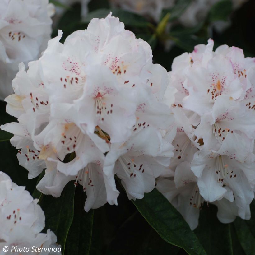 Rhododendron Boddaertianum - Grand rhododendron (Flowering)