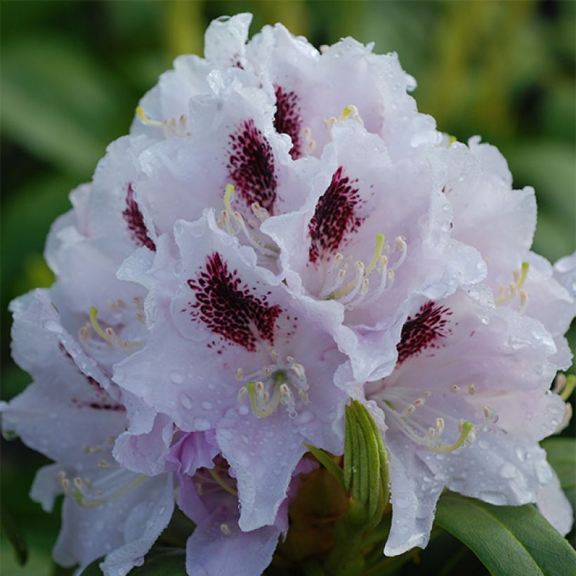 Rhododendron Calsap - Grand Rhododendron (Flowering)
