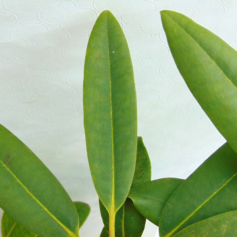 Rhododendron Calsap - Grand Rhododendron (Foliage)