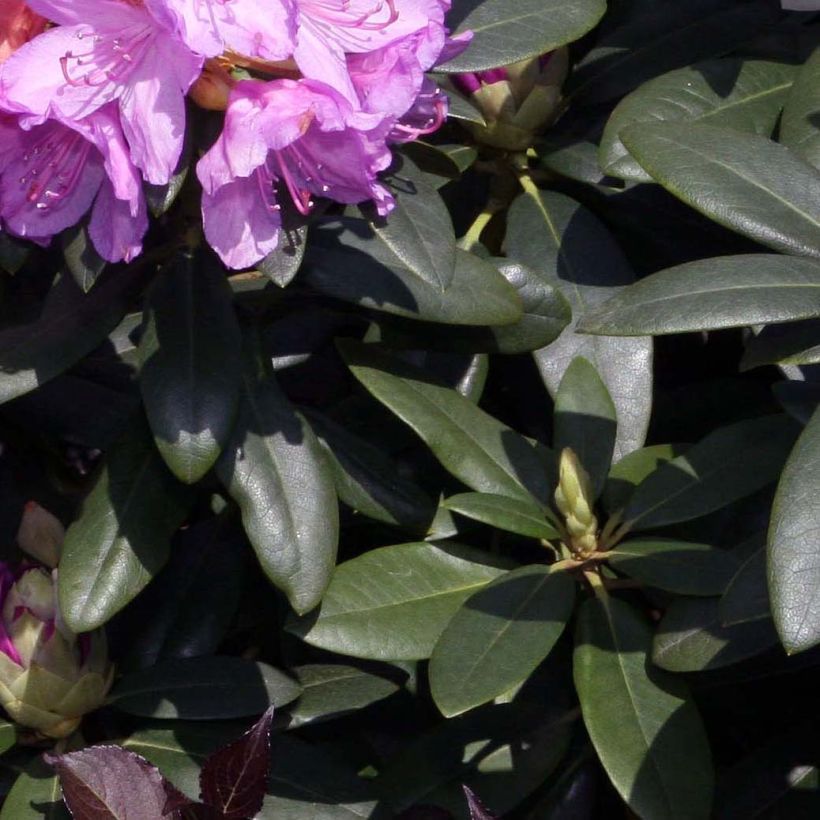 Rhododendron catawbiense Grandiflorum - Grand rhododendron (Foliage)