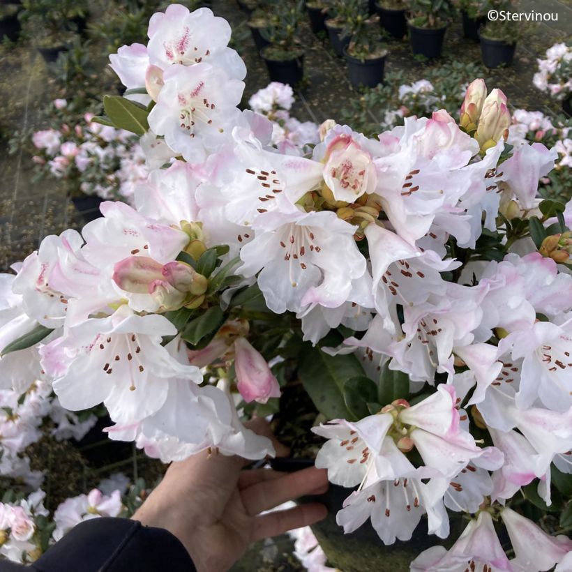 Rhododendron Cilpinense  (Flowering)